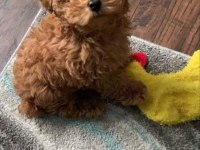 Toy Poodle Kore Kan Orjinal Yavrular