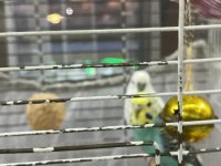 Çift Muhabbet Kuşumuz