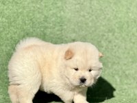 Chow Chow Yavruları Yeni Yuvaya Hazır