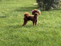 Toy Poodle 1 Numara