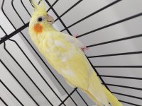 Dişi sultan papağanı