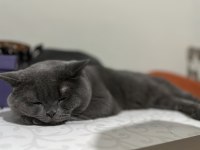 British Shorthair Kedim