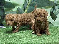Gönderim İmkanı İle Toy Poodle Yavrular