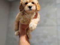 Safkan Maltipoo Yavruları