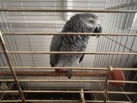 Jako Papağanı 8 Aylık