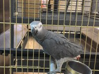 Genç Eğitime Açık Jako Papağanı