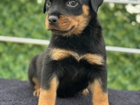 A Şecere Kıf Kayıtlı Rottweiler Yavrularımız