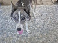 Sibirya kurdu (husky) boz renk dişi 1 yaşında kısır değildir