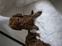 Kore Tea Cup Poodle Yavrular