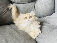 British longhair golden ny11