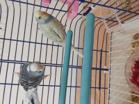 Genç Çift Muhabbet Kuşları