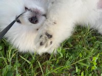 2.5 Aylık Dişi Teacup Pomeranian