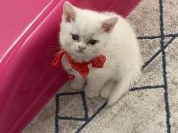 2 aylık yavru british shorthair