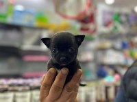 Teacup Bardak Boy Chihuahua Erkek Ve Dişi Yavrular