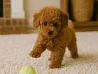 İzmir toy poodle yavru köpekler