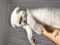 Scottish Fold Blue Point Erkek 65 Günlük
