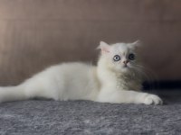 Yakışıklı British Longhair Oğlum Lukas