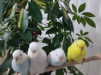 45 Günlük Muhabbet Kuşu Yavrular