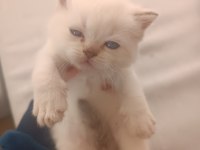 British Longhair Scottish Fold Kedimiz
