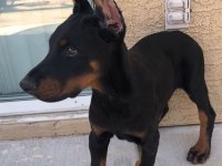 Sağlık ve ırk garantili dobermanlar