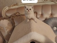 Lynx Point British Shorthair Paşam Hazır