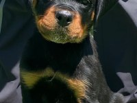 Koca kafalı rottweiler bebekler