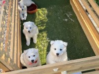 Sevimli Samoyed Yavruları