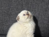 Blue point scottish fold bebek kedilerim