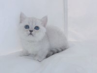 British Shorthair Kediler Sizlerle