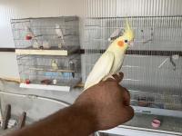 1.5 aylık sultan papağanı yavruları ele alıştırmalık