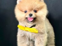 Safkan Pomeranian Boo Yavrularımız
