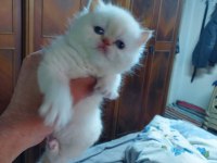 Exotic longhair erkek ve dişi safkan bebekler