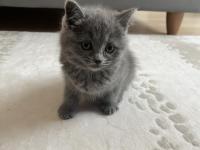 British 2 aylık dişi