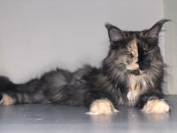 Maine coon 3 yaşında güzellik