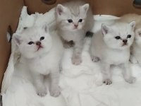 British shorthair yavru kedimiz