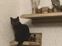 Uysal Ve Oyuncu British Longhair