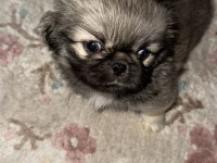 Sevimli Pekinez Köpeği Bebekler