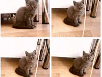 Basık surat safkan british shorthair yavrularım