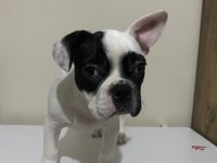 3 aylık sağlıklı french bulldog