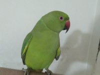 Evcil Pakistan Papağanı