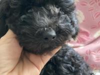 Anne Altından Poodle Yavrular