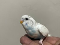 Ele alışkın 30 günlük muhabbet kuşu