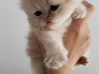 İran Chinchilla Karışımı