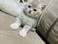 Yavru Kedimize Yuva Arıyoruz