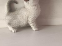 Scottish Lynx Point Dişi Kedimiz