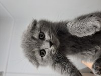 Scottish fold yavrularımız teslime hazır