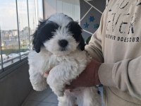 Morkie Özel Irk Yavrular