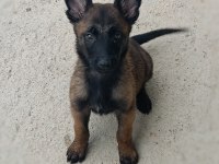 A Kalite Belçika Malinois