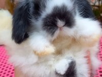 Lop Tavşan 40 Günlük Aşılı