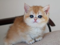 Safkan Şecereli Anne Babadan Golden Ny12 British Shorthair